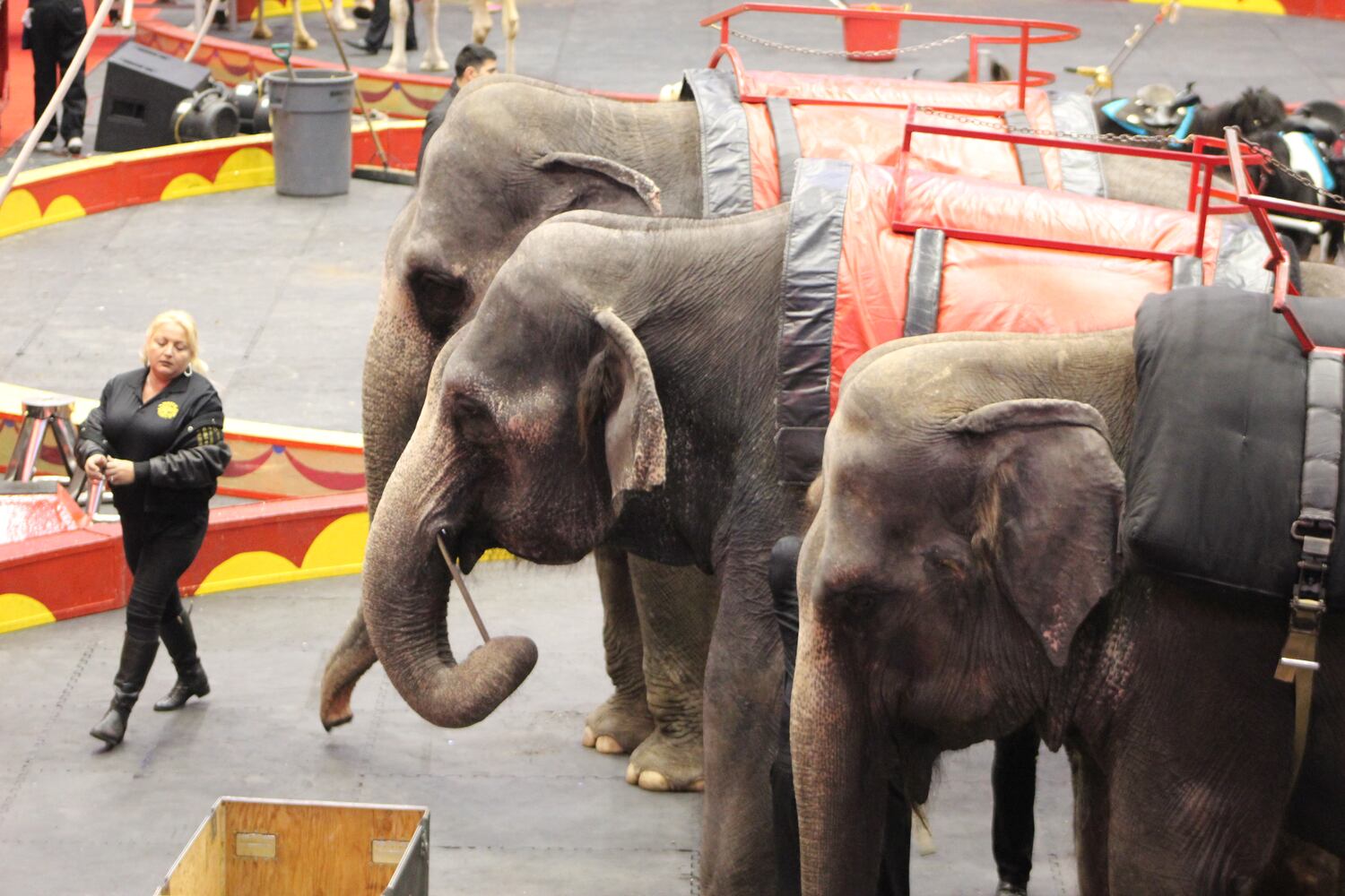 PHOTOS: Antioch Shrine Circus at UD Arena