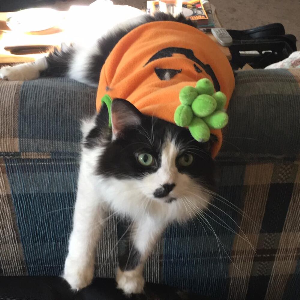 PHOTOS: Local pets ready for Halloween