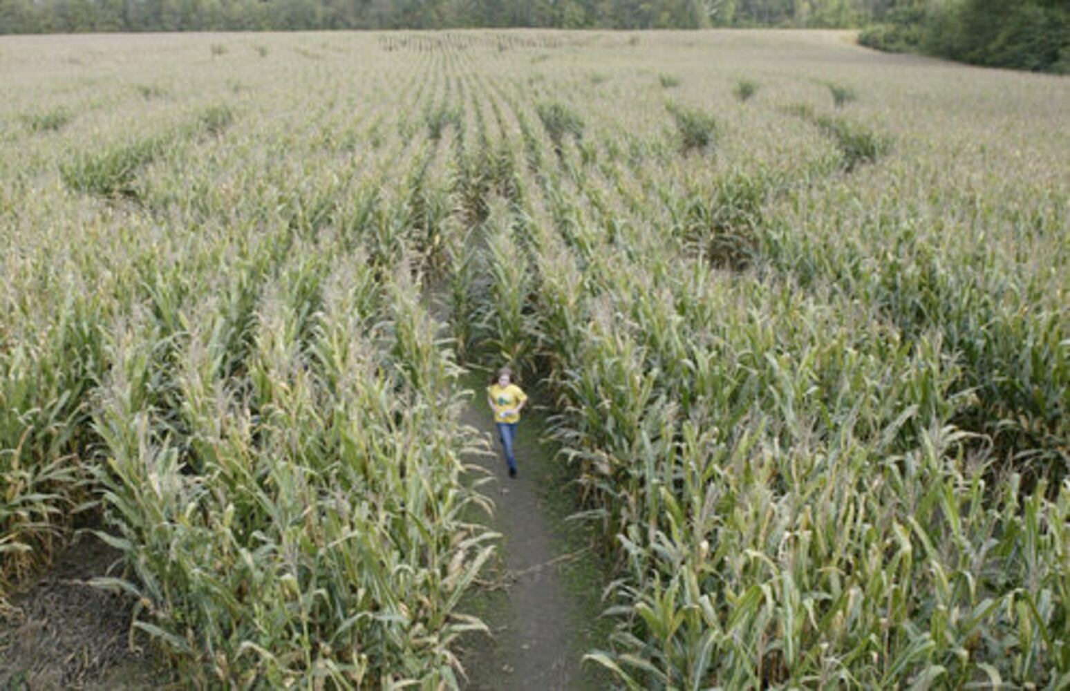 Adventure Acres Corn Maze