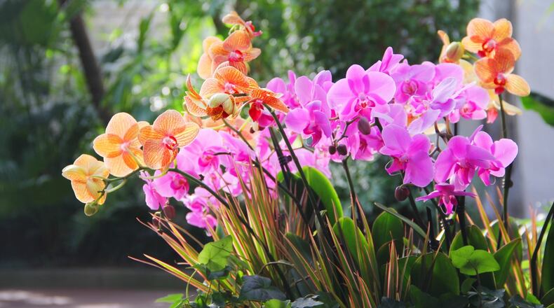 The annual Orchids exhibit will be on display at Franklin Park Conservatory in Columbus through Sunday, March 7.