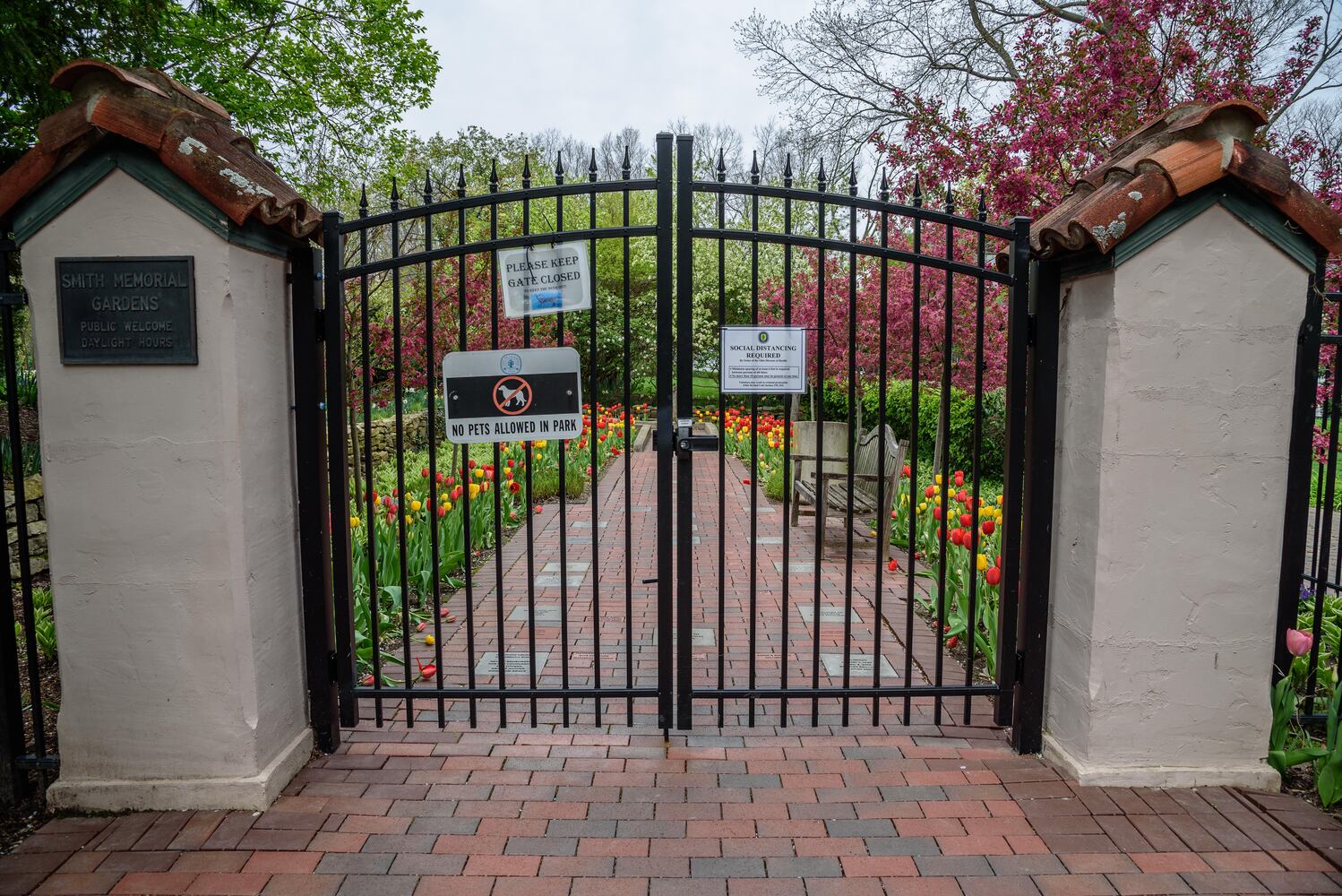 PHOTOS: Multi-colored tulips are in full bloom at Smith Memorial Gardens