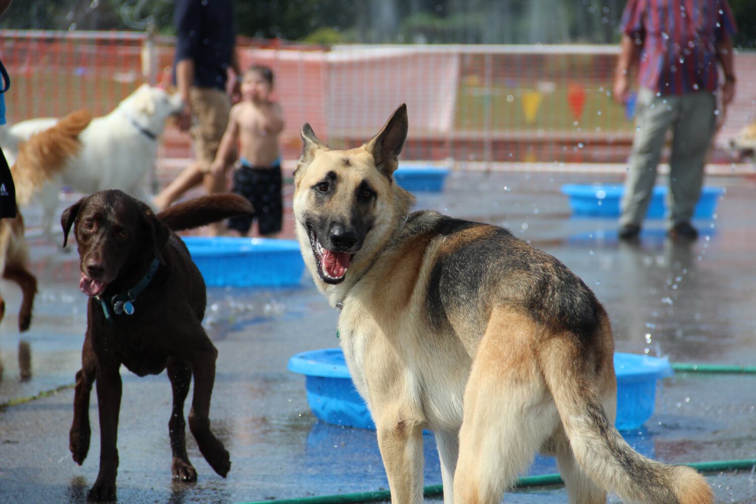 Dogs have some fun in the water at the annual Doggie Dash 'N Splash