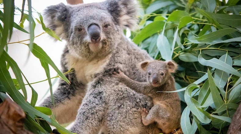 For the first time in nearly 10 years, the Cleveland Metroparks Zoo is welcoming a baby koala. Source: Cleveland Metroparks Zoo Facebook page