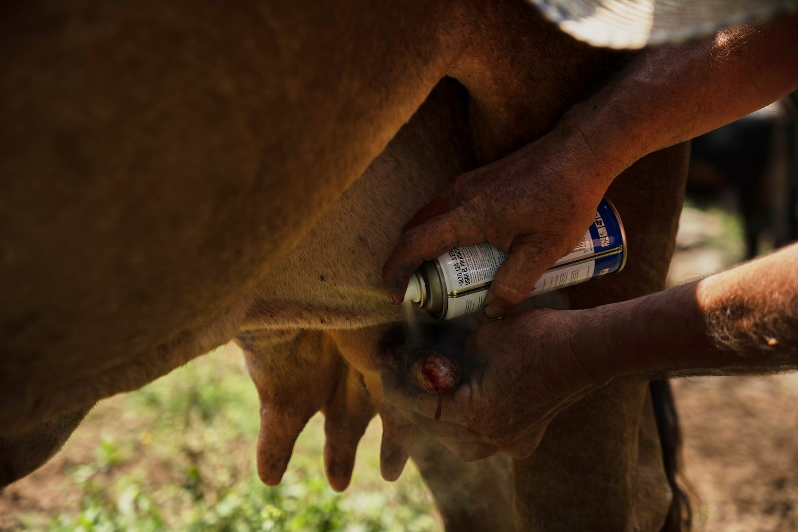 Alfredo Chavez, a cattle rancher and livestock technician, treats a cow affected by New World screwworm at his ranch in Cintalapa, Chiapas, Mexico, Wednesday, July 23, 2025, amid an infestation that led the U.S. to suspend cattle imports over fears the pest could reach the border. (AP Photo/Isabel Mateos)
