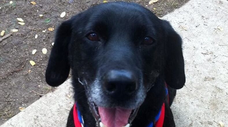 Hank, the King of Quirks. MELISSA SPIREK/CONTRIBUTED