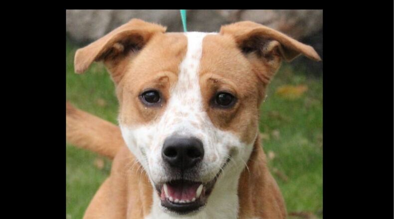 Demmy the dog was found after the Memorial Day tornadoes.  The 2-year-old dog, a lab mix,  was found wandering in Brookville after the Memorial Day tornadoes,  Leslie Renner, the executive director of the Humane Society of Preble County,. said.
