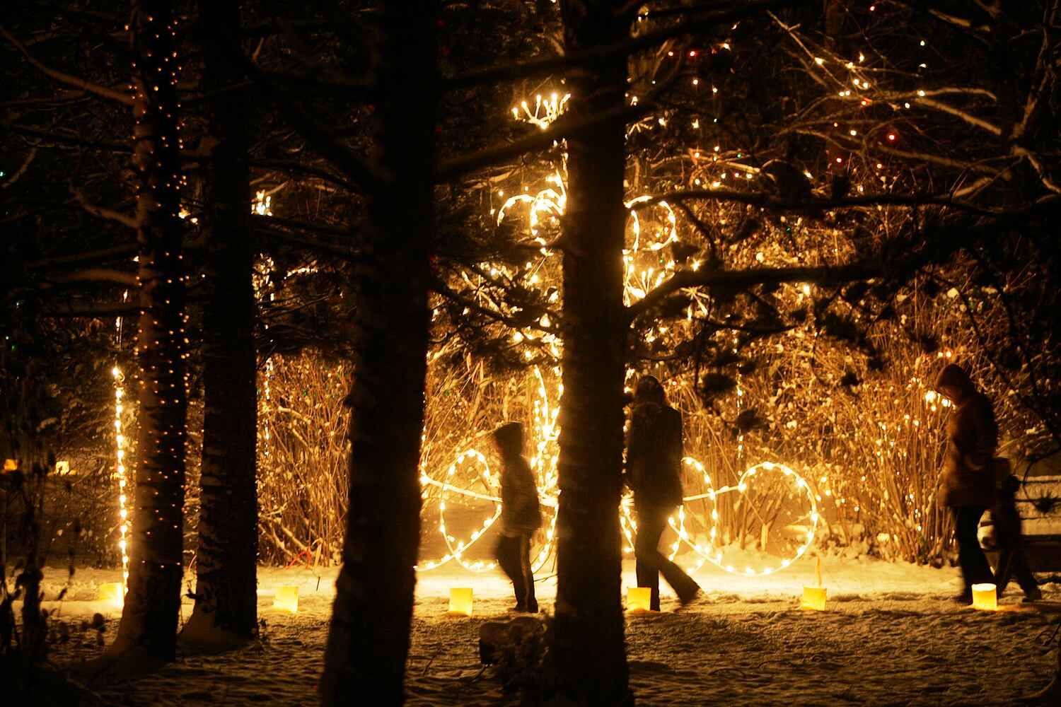 Woodland Lights