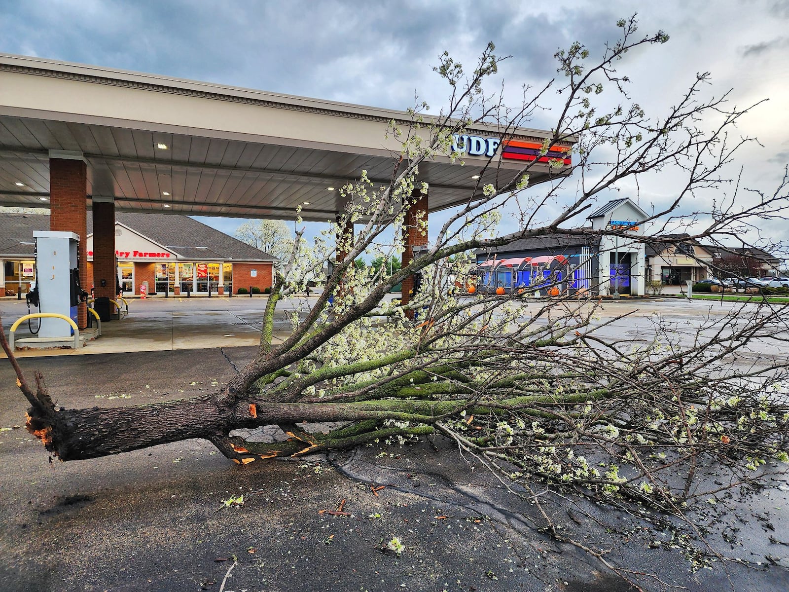 A tree was blown down at United Dairy Farmers Thursday,  April 3, 2025 in Trenton. NICK GRAHAM/STAFF
