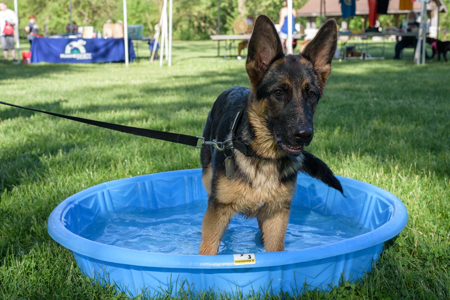 PHOTOS: Did we spot you and your doggie during the Furry Skurry 5K & Furry Fest at Eastwood MetroPark?