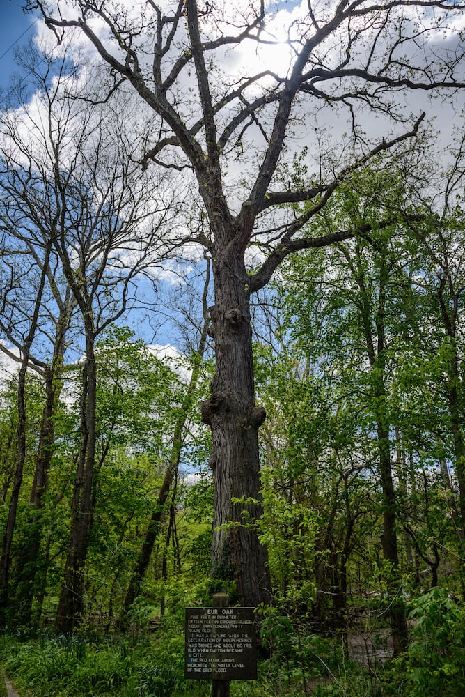 PHOTOS: Gorgeous Aullwood Garden is in full bloom