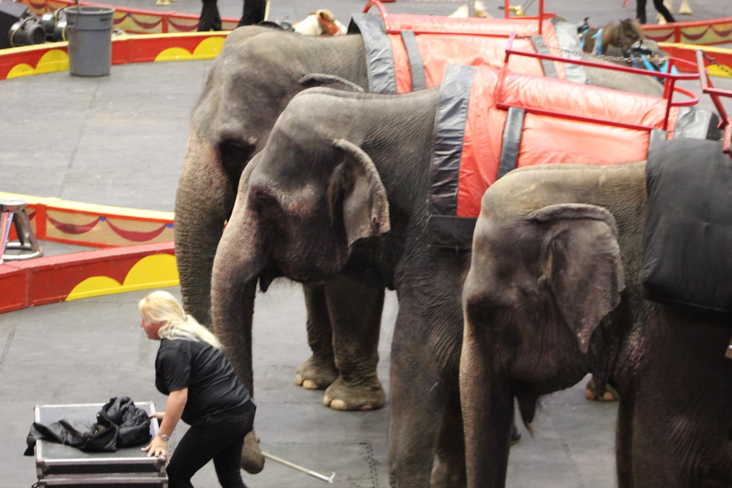 PHOTOS: Antioch Shrine Circus at UD Arena