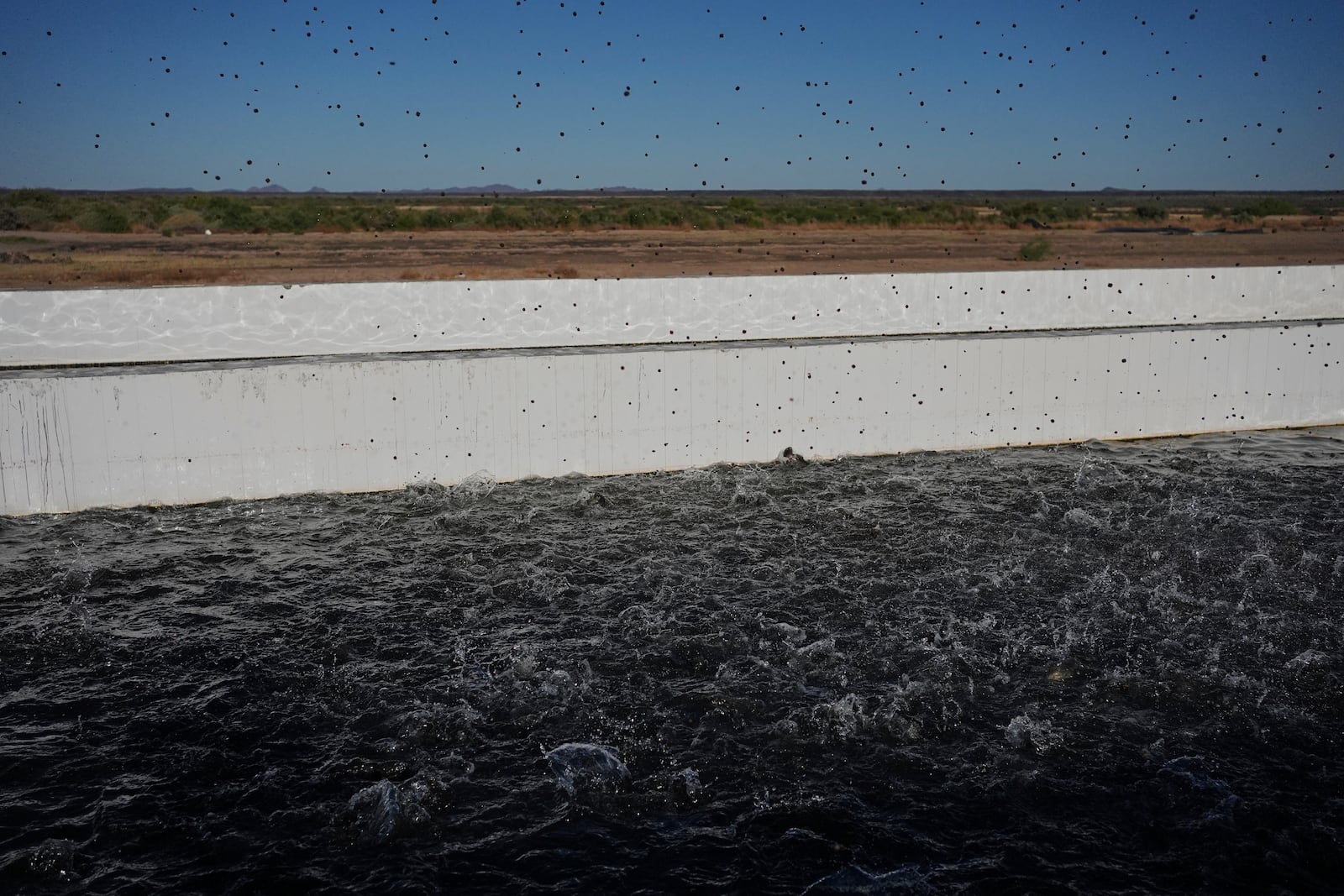Fish food flies into a pond Saturday, April 19, 2025, at a Mainstream USA fish farm in Dateland, Ariz. (AP Photo/Joshua A. Bickel)
