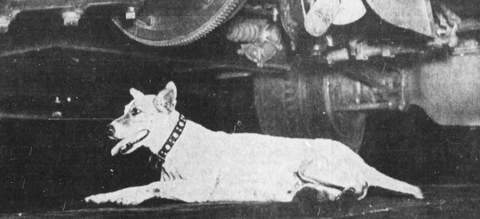 Dayton's greatest fire dog, Smokey. DAYTON DAILY NEWS ARCHIVES
