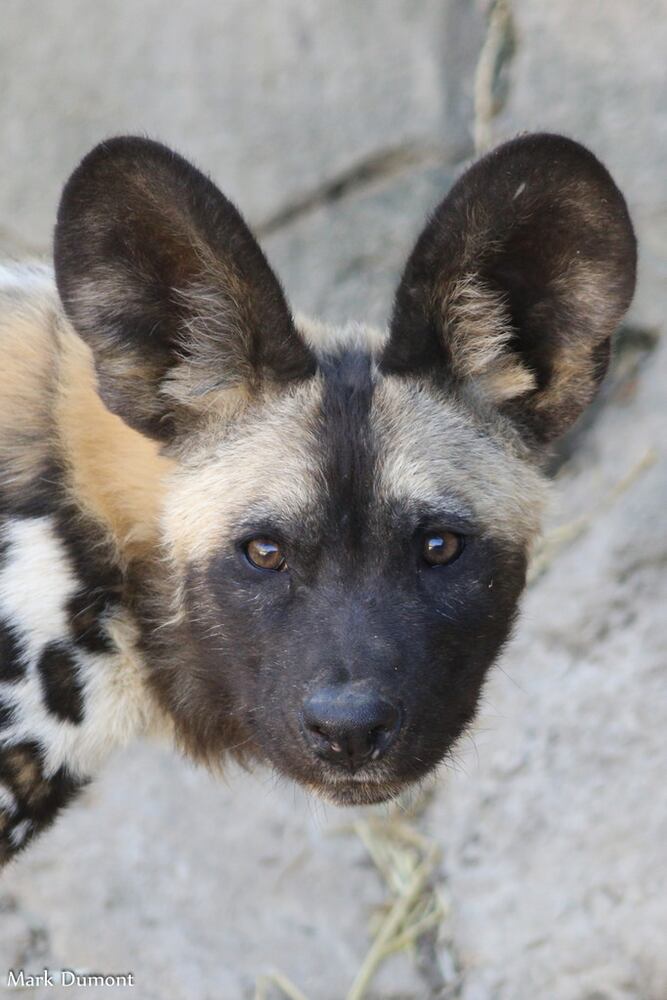 PHOTOS: Fall in love with Cincinnati Zoo babies