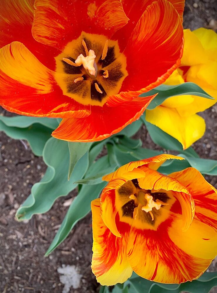PHOTOS: Spring flowers bloom in Miami Valley