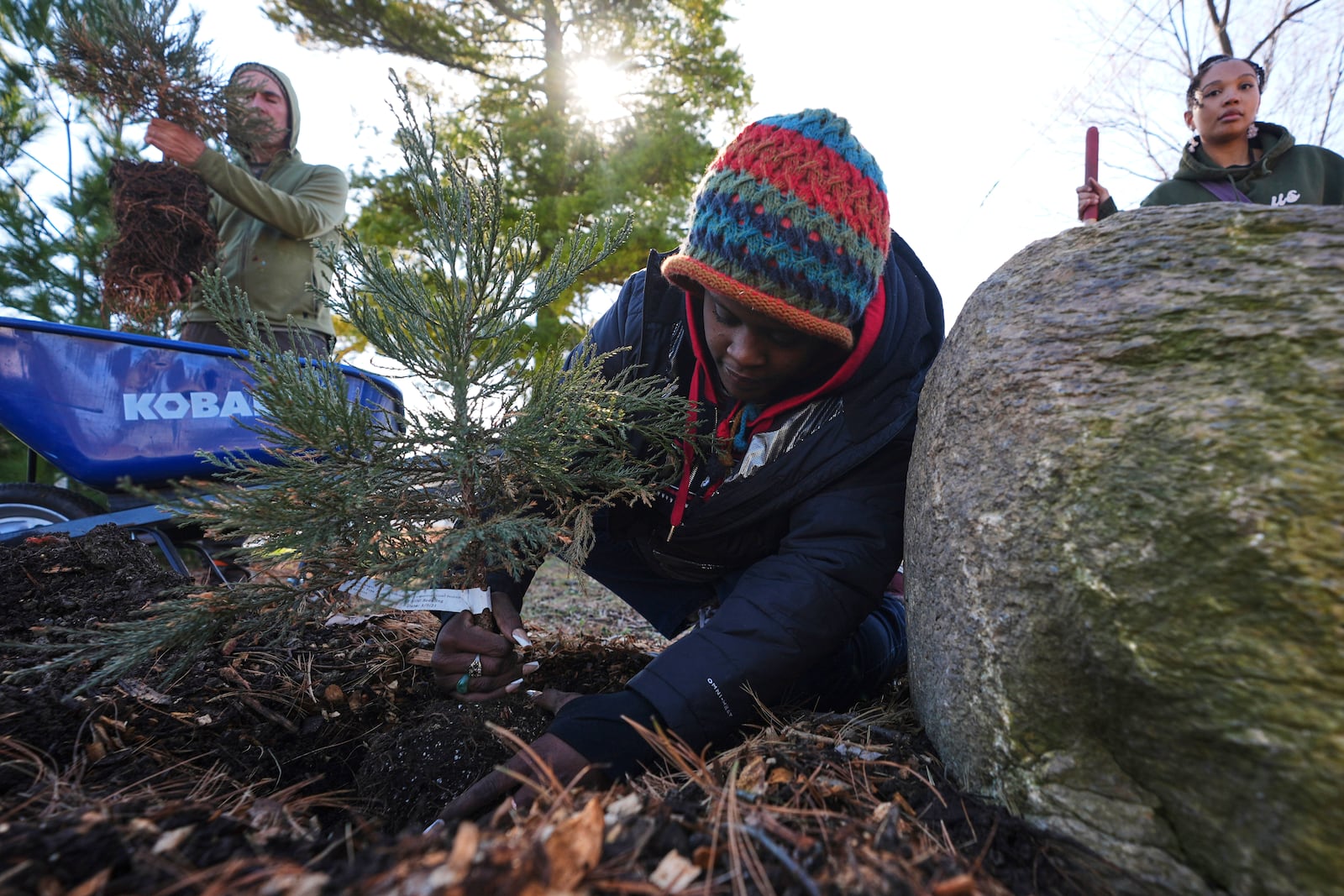 Robyn Redding plants a sequoia tree seedling in Detroit, Friday, March 21, 2025. (AP Photo/Paul Sancya)
