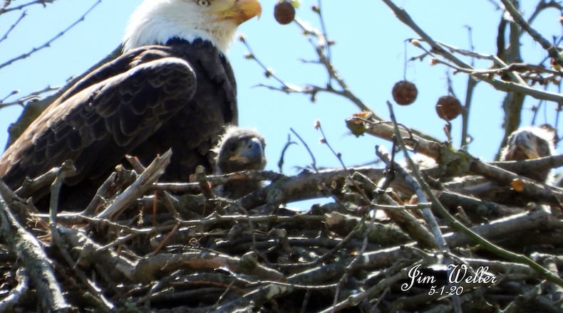 Willa, one of Carillon Historical Park's bald eagles, looks over her young eaglets on May 1, 2020. JIM WELLER / CONTRIBUTED