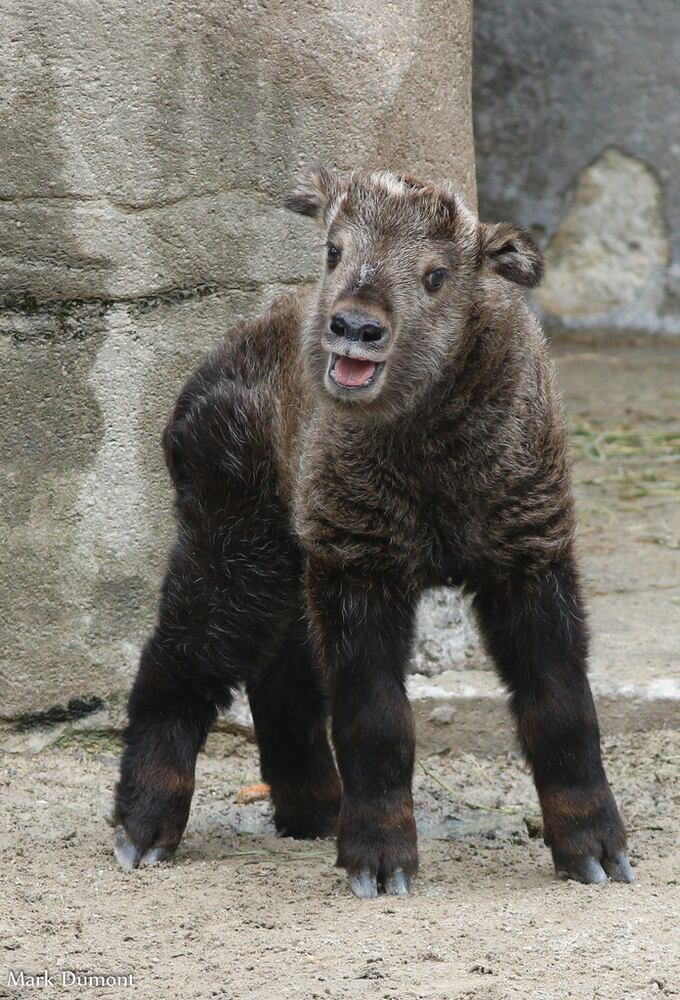 PHOTOS: Fall in love with Cincinnati Zoo babies