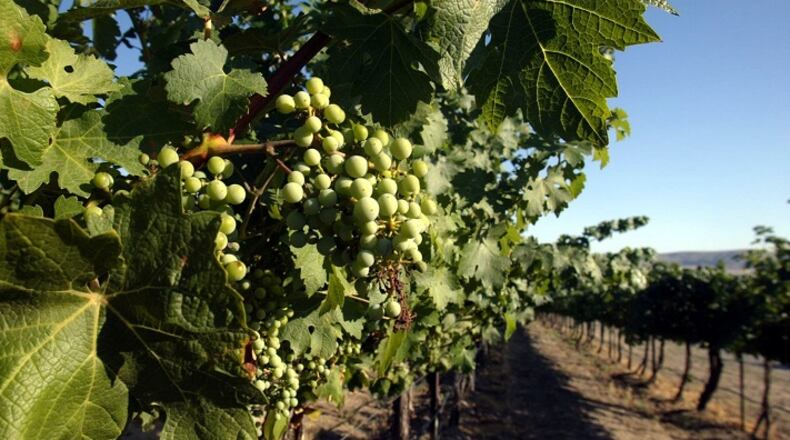 -- NO MAGS, NO SALES -- KRT BUSINESS STORY SLUGGED: WBS-WINEMARKET KRT PHOTOGRAPH BY GREG GILBERT/SEATTLE TIMES (August 18) Cabernet Sauvignon grapes grow outside the Hedges Family Estate Winery, east of Prosser, Washington, in the Red Mountain wine district. (cdm) 2005