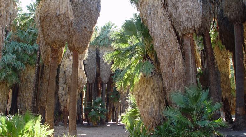 The wild palms in habitat are easily accessed in the Indian Canyons of south Palm Springs. (Maureen Gilmer/TNS)