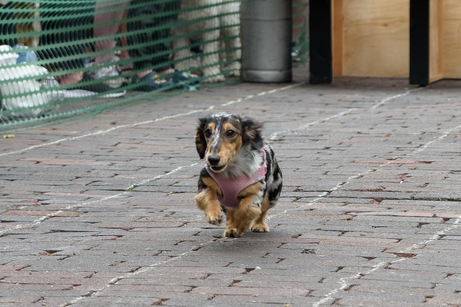 PHOTOS: 6th annual Derby Day Wiener Dog Races in The Oregon District