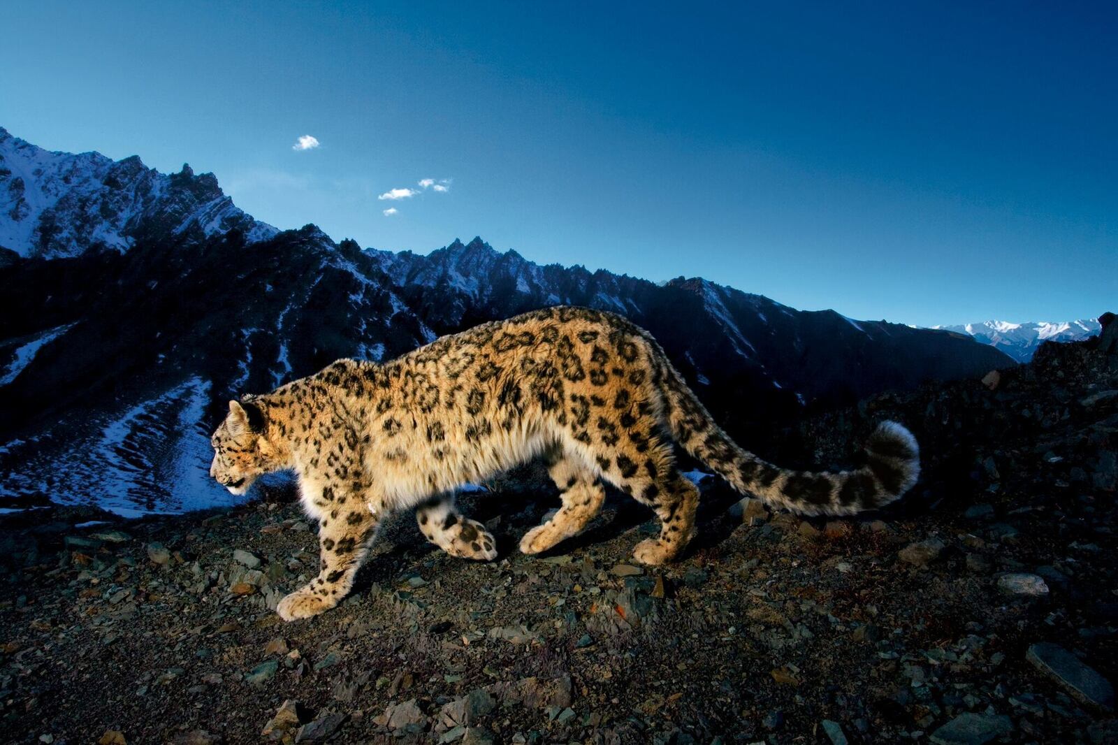 National Geographic photographer Steve Winter observed a snow leopard in India. CONTRIBUTED