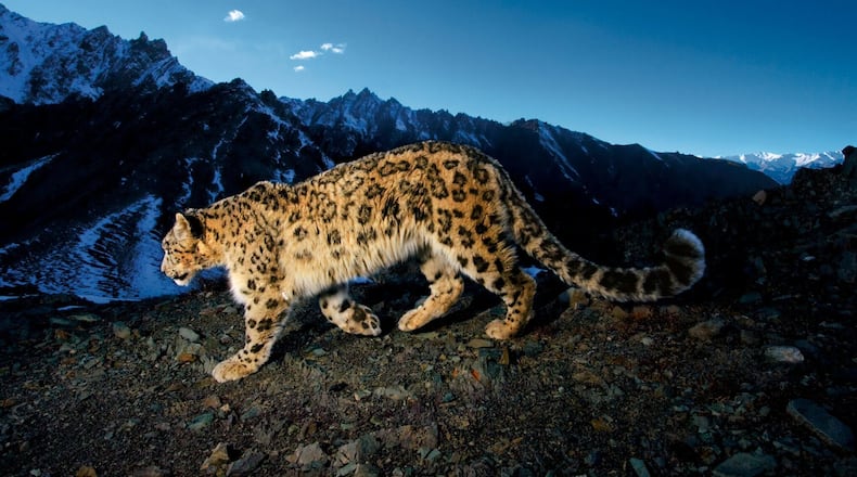 National Geographic photographer Steve Winter observed a snow leopard in India. CONTRIBUTED
