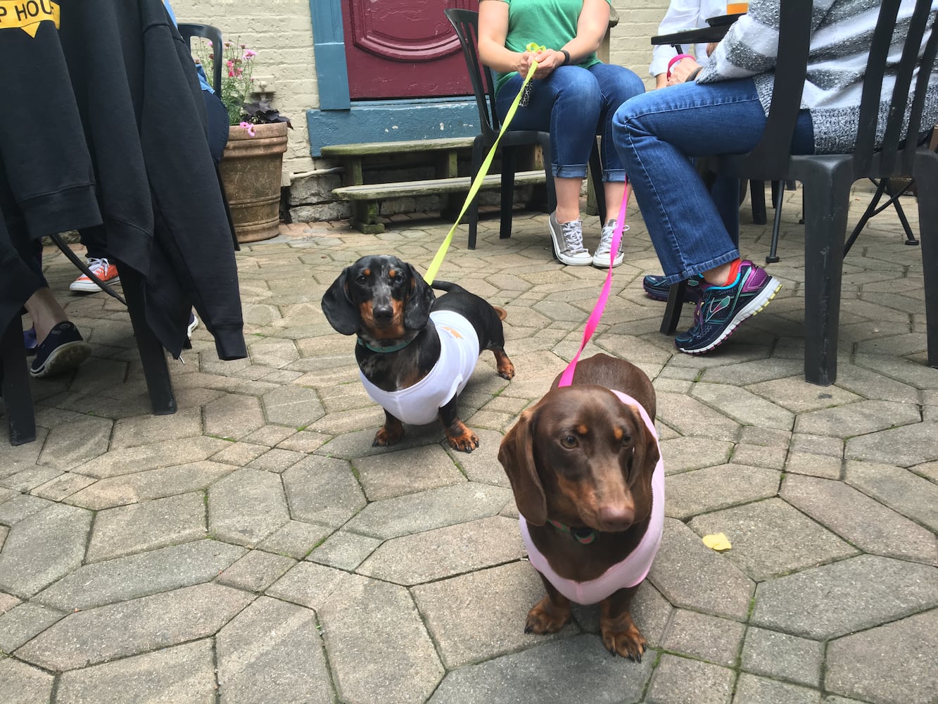 Dayton's wiener dog race of May 7, 2016