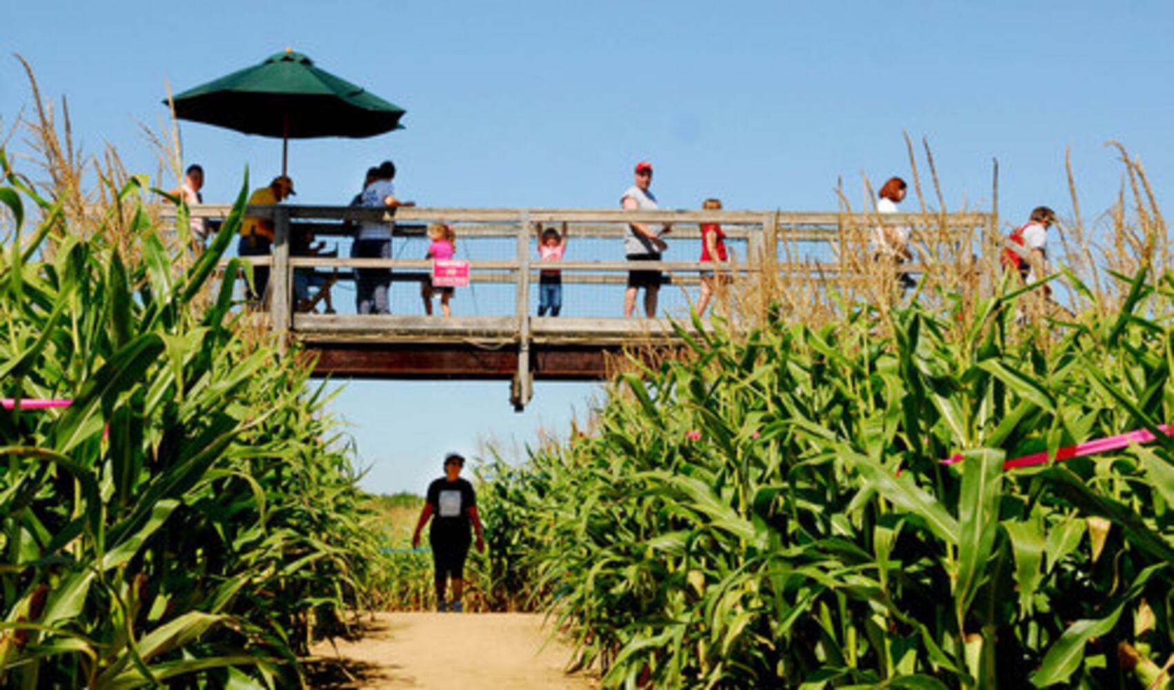 Tom's Maze corn maze opens