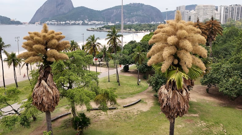 The Talipot palm trees, native to India and Sri Lanka, is in bloom for the first and only time in its life, in Aterro do Flamengo, Rio de Janeiro, Tuesday, Dec. 2, 2025. (AP Photo/Lucas Dumphreys)