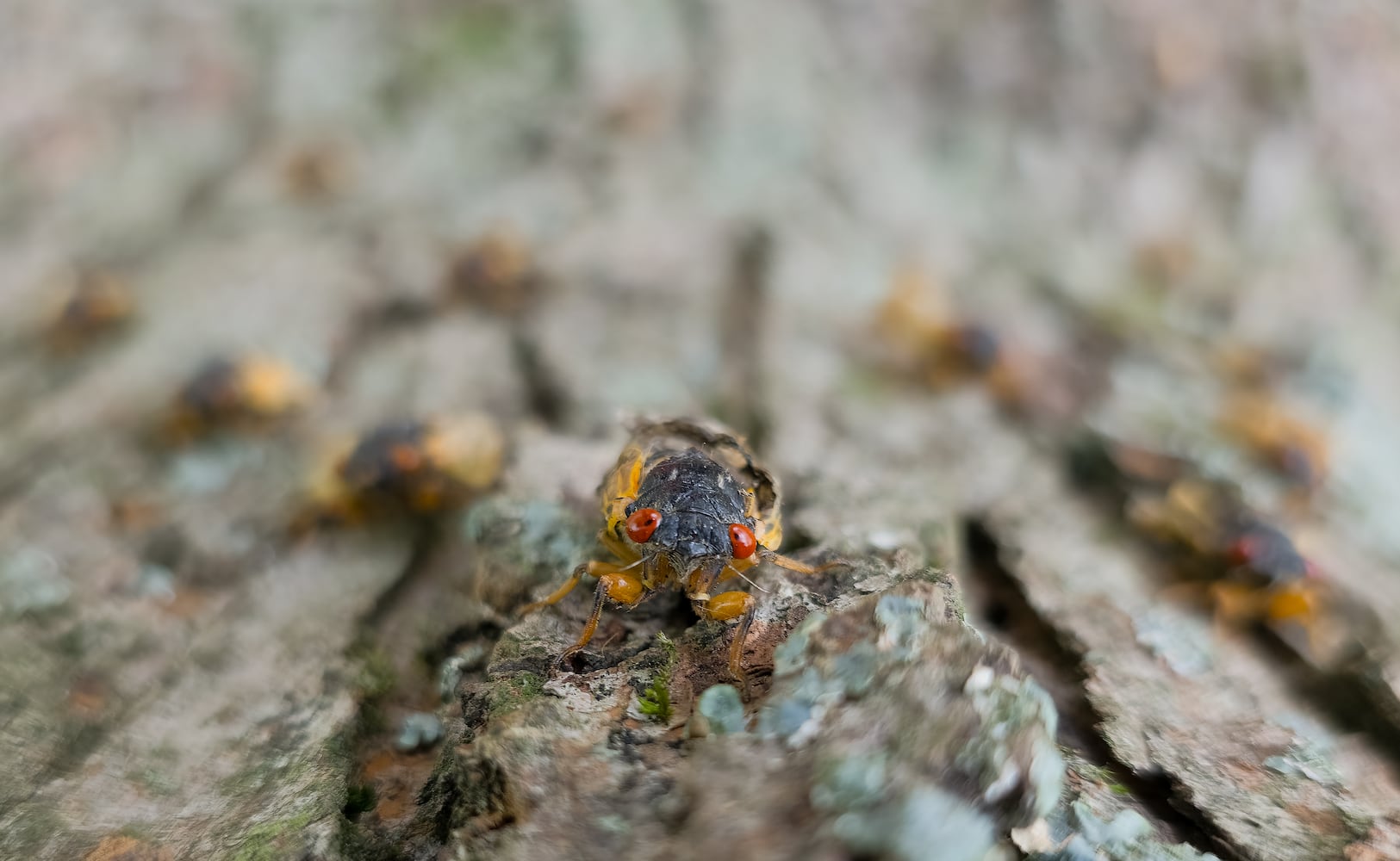 071025 DDN cicadas