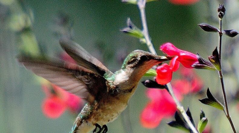 Cherry sage, Salvia greggii blooms all summer bring in pollinators including hummingbirds. (Norman Winter/TNS)