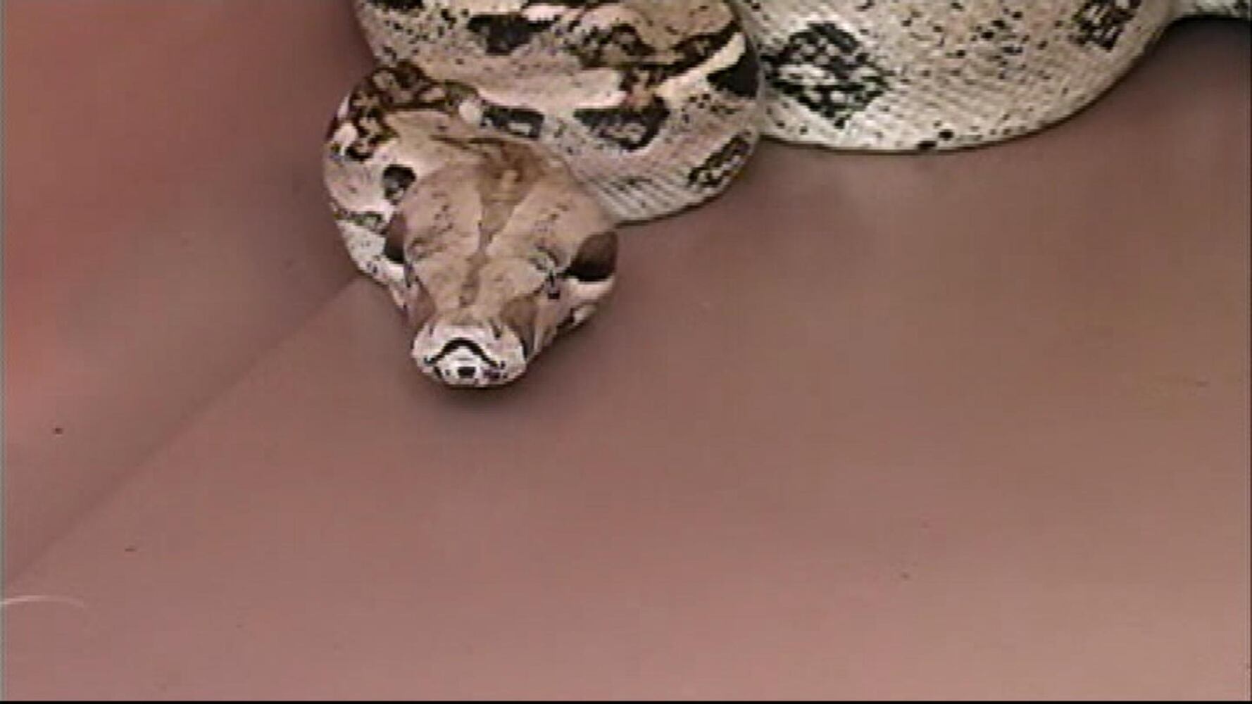 Red-tailed Boa