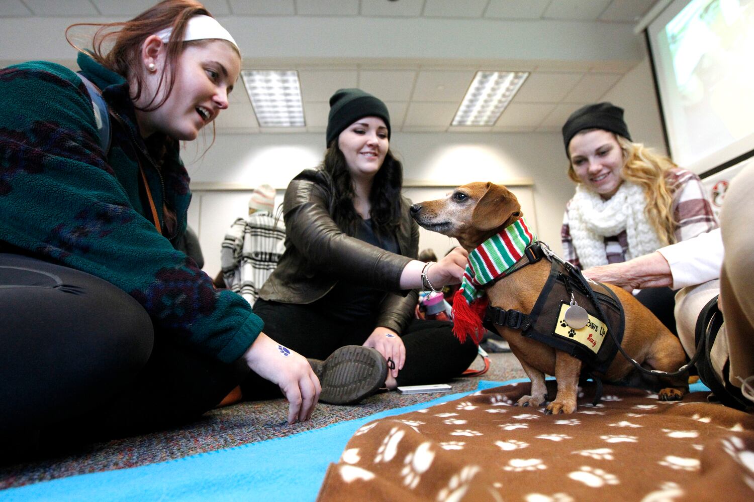 News hounds (12/12/2013)