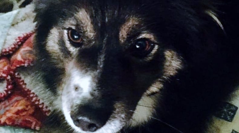 Little Bear, a border collie/shepard mix, lives with Liz Valenti, co-owner and chef of the Wheat Penny Oven and Bar, a popular restaurant in Dayton. CONTRIBUTED