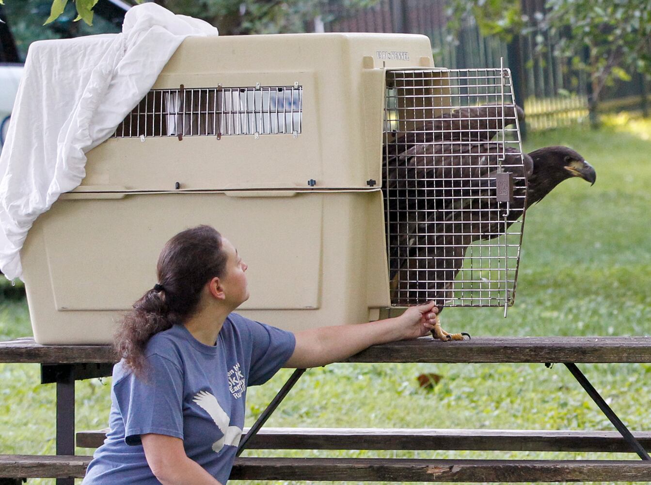 PHOTOS: Prairie, the juvenile bald eagle, is released back into Carillon Historical Park