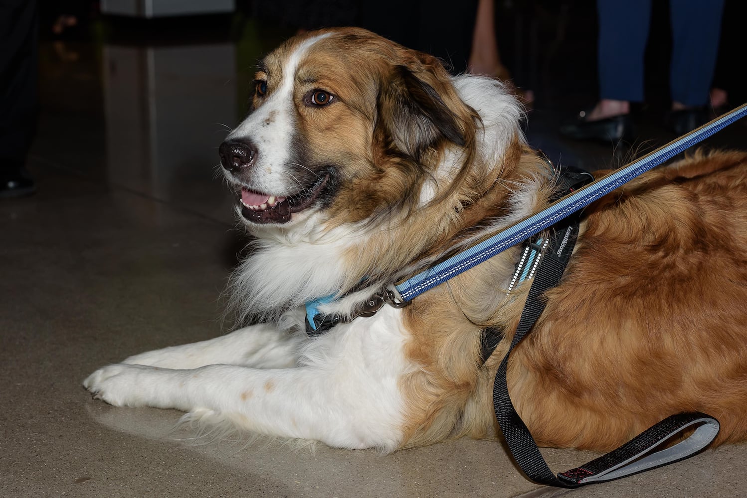 PHOTOS: SICSA's The PET Gala at The Modern College of Design