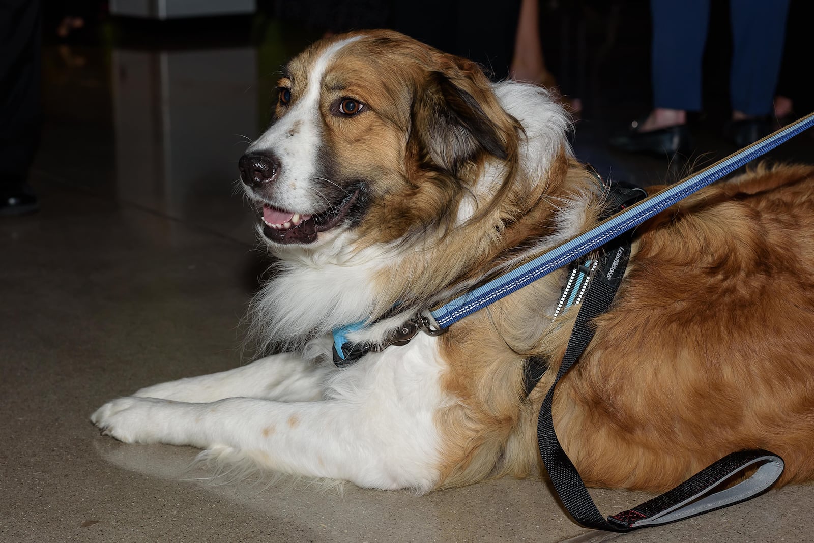 SICSA Pet Adoption & Wellness Center hosted its first The Pet Gala – The Art of Community fundraiser at The Modern College of Design in Kettering on Saturday, May 10, 2025. Art enthusiasts and animal lovers gathered to enjoy a unique, pet-friendly cocktail party and art exhibition celebrating the collaboration amongst non-profits in the Greater Dayton community. TOM GILLIAM / CONTRIBUTING PHOTOGRAPHER