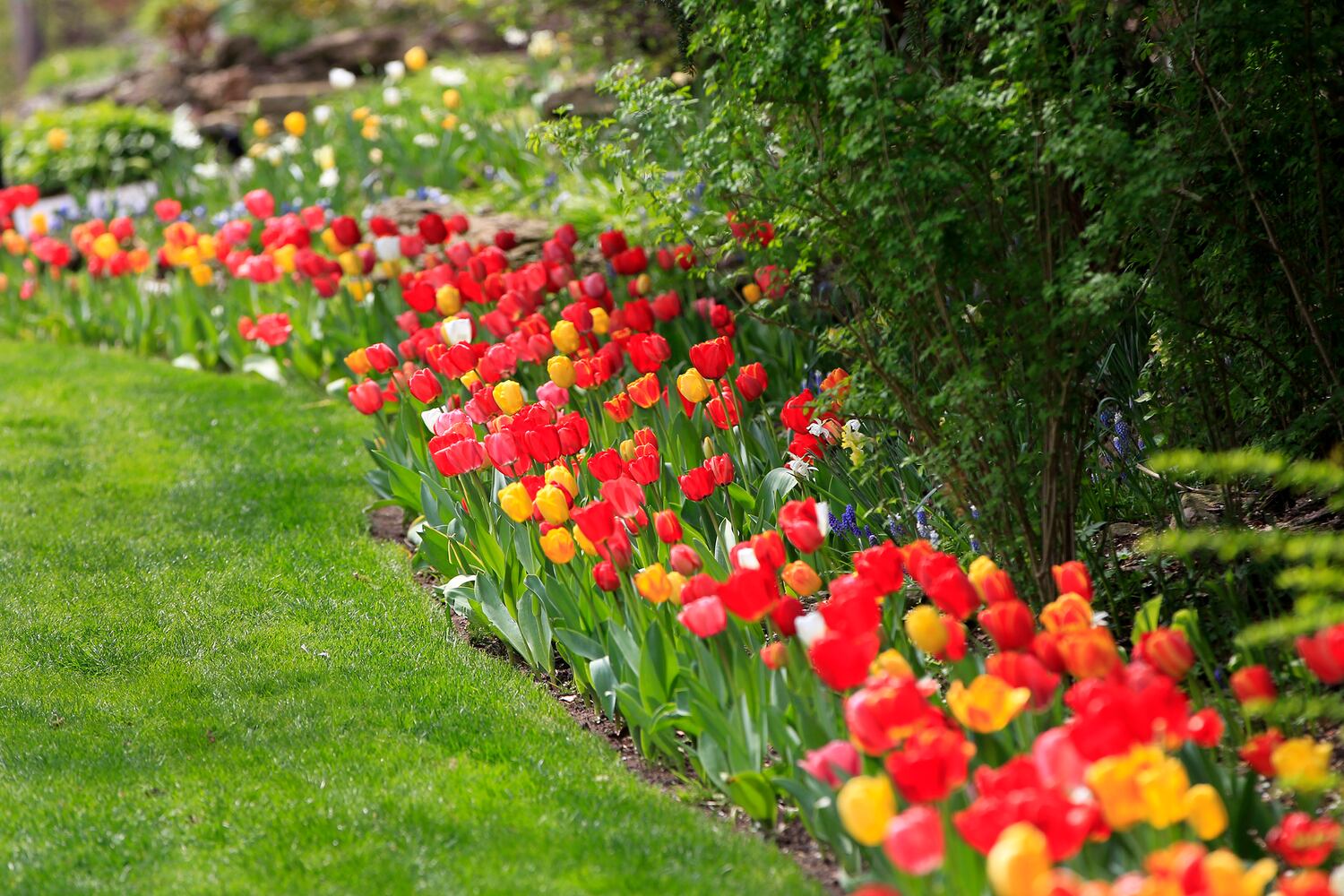 PHOTOS: Tulip time! Oakwood’s Smith Memorial Gardens is overflowing with colorful blooms
