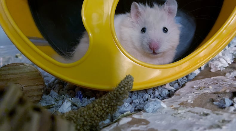 Rickey in his wheel getting reading to "roll." JORDAN BLAKE / CONTRIBUTED