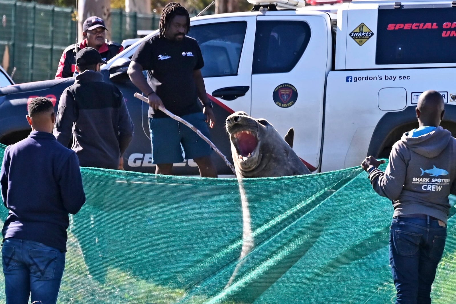 Staff members of the Marine Unit with Shark Spotters facilitate the transportation of an elephant seal that found its way into a residential area in Gordon's Bay, near Cape Town, South Africa, Tuesday, May 27, 2025. (AP Photo)
