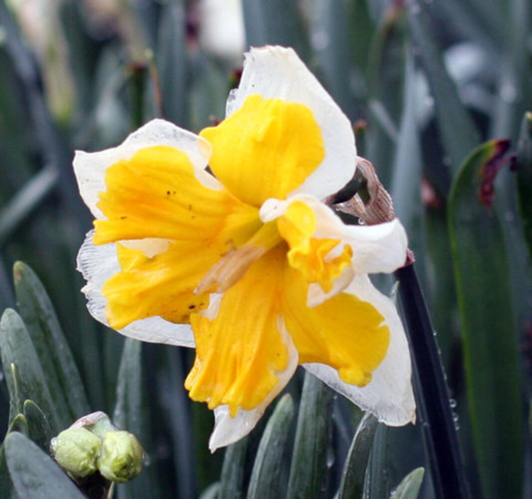 Spring Bulb Festival