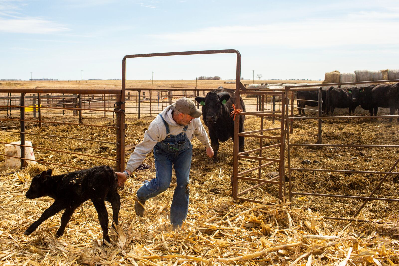 Jared Bossly tags a day-old calf on his ranch in Mansfield, S.D., on Tuesday, March 11, 2025. (AP Photo/Nicole Neri)
