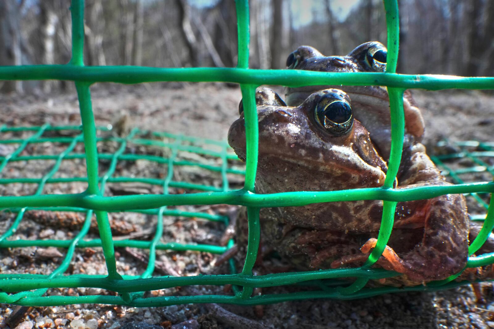 A fence keeps frogs off a road until volunteers can move them across safely in the Sestroretsk Bog natural reserve outside St. Petersburg, Russia, on Wednesday, April 16, 2025. (AP Photo/Dmitri Lovetsky)