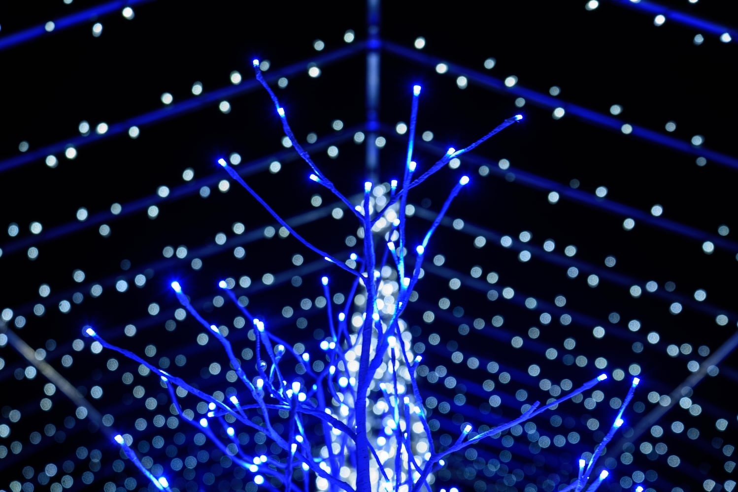 PHOTOS: Christmas Light Spectacular at Cedar Springs Pavilion