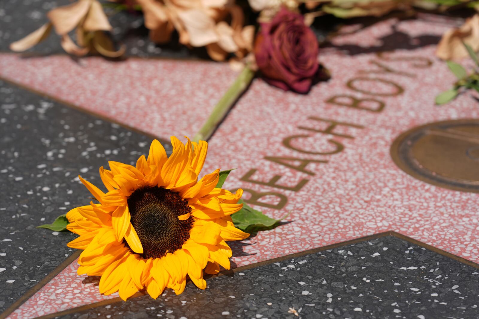 A sunflower lies atop the Beach Boys' star on the Hollywood Walk of Fame after the announcement of the death of the band's main songwriter Brian Wilson at 82, Wednesday, June 11, 2025, in Los Angeles. (AP Photo/Chris Pizzello)