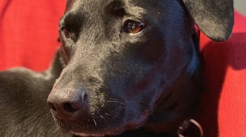 The beauty of a black dog, Teddy. JORDAN BLAKE