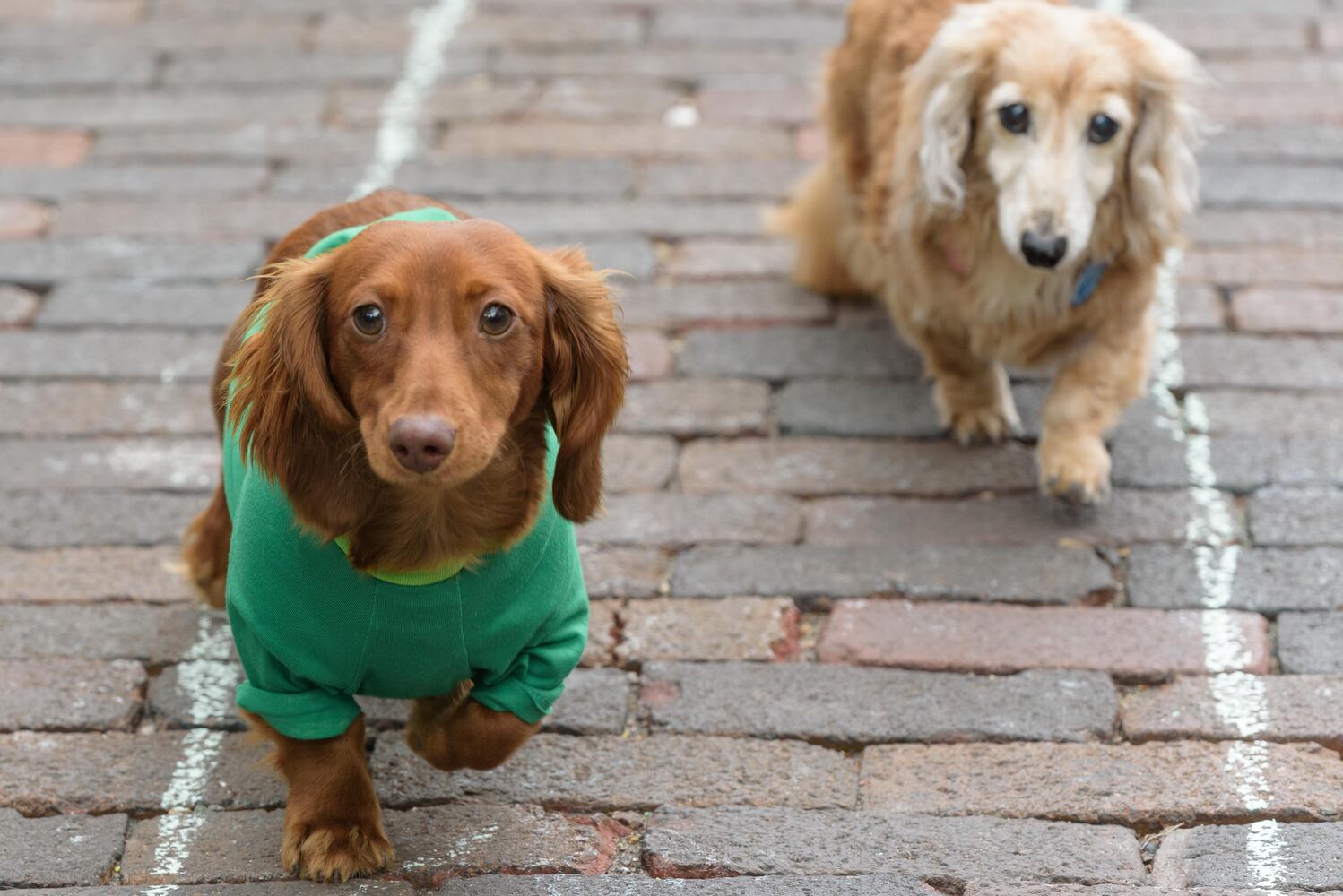 PHOTOS: Did we spot you at the Derby Day Wiener Dog Race in The Oregon District?