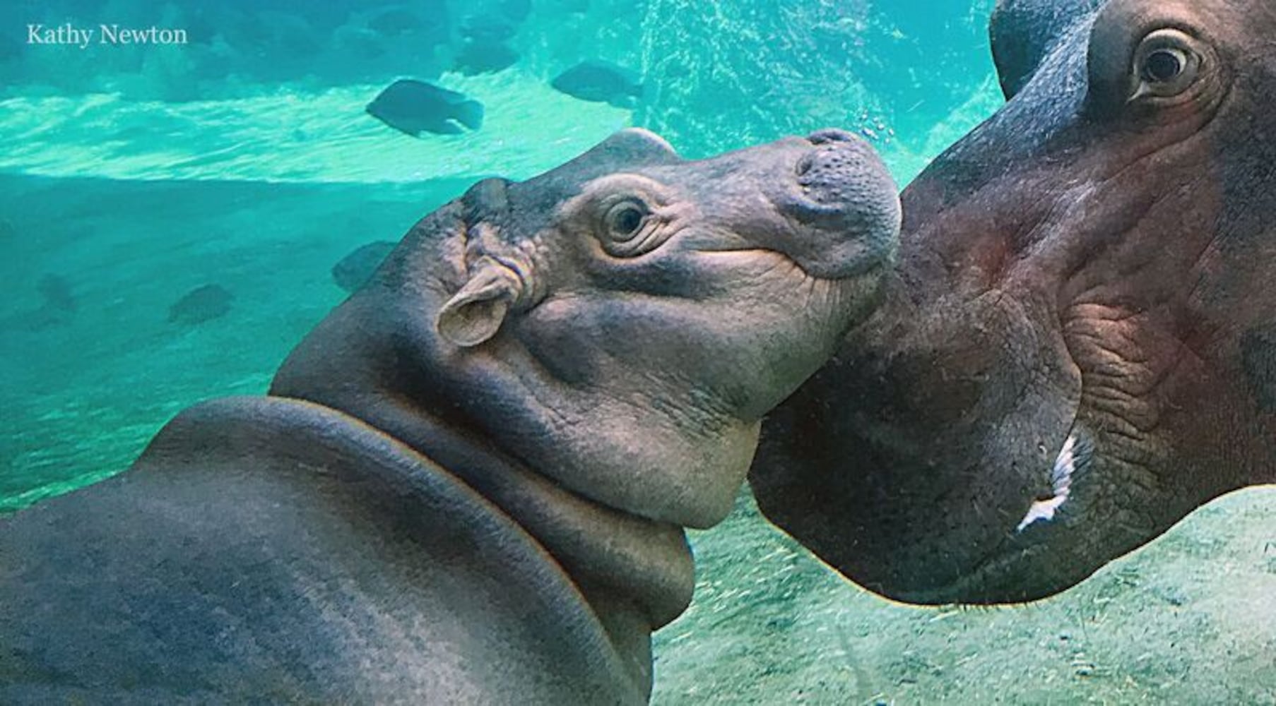 PHOTOS: This first look at Cincinnati Zoo's Zoo babies will be the best part of your day