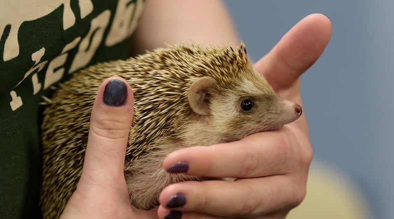 The Boonshoft Museum of Discovery, located at 2600 DeWeese Pkwy. in Dayton, hosted its annual Hedgehog Day on Sunday, Feb. 2, 2025. National Hedgehog Day is a Roman tradition preceding the modern “Groundhog Day.” Walnut the Hedgehog did see her shadow after she peeked out of her cozy burrow. According to tradition, that means we can expect six more weeks of winter. TOM GILLIAM / CONTRIBUTING PHOTOGRAPHER